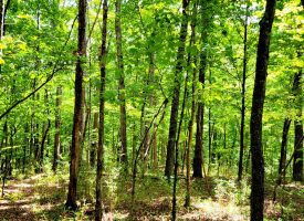 86+/-acres Really exceptional piece of property