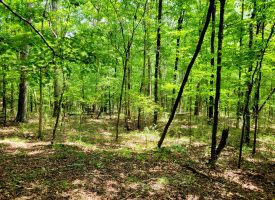 86+/-acres Really exceptional piece of property