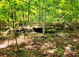 86+/-acres Really exceptional piece of property