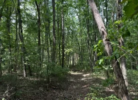 1+/-acres unrestricted Wooded Property