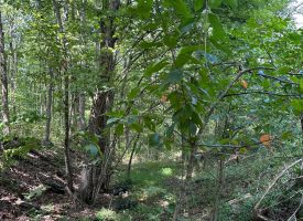 1+/-acres unrestricted Wooded Property