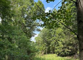 1+/-acres unrestricted Wooded Property