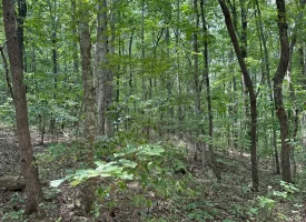 1+/-acres unrestricted Wooded Property