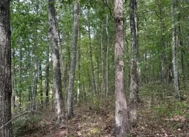 Beautiful Lot in Jasper Highlands