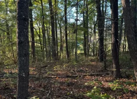 7.8+/-acres Beautiful Secluded wooded property