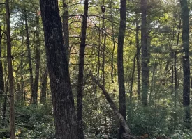 7.8+/-acres Beautiful Secluded wooded property