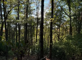 7.8+/-acres Beautiful Secluded wooded property