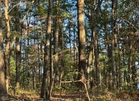 7.8+/-acres Beautiful Secluded wooded property