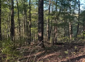 7.8+/-acres Beautiful Secluded wooded property