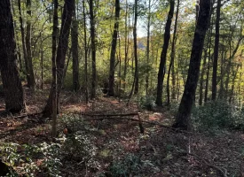 7.8+/-acres Beautiful Secluded wooded property