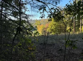 7.8+/-acres Beautiful Secluded wooded property