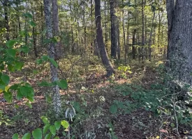 7.8+/-acres Beautiful Secluded wooded property