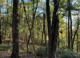 7.8+/-acres Beautiful Secluded wooded property