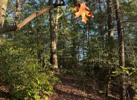 7.8+/-acres Beautiful Secluded wooded property