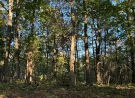 7.8+/-acres Beautiful Secluded wooded property