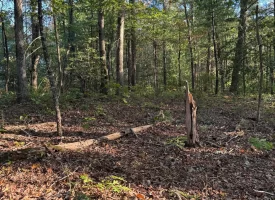 7.8+/-acres Beautiful Secluded wooded property