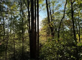 7.8+/-acres Beautiful Secluded wooded property