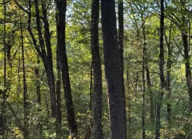 7.8+/-acres Beautiful Secluded wooded property