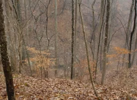 53 +/- acres adjoins State Forest