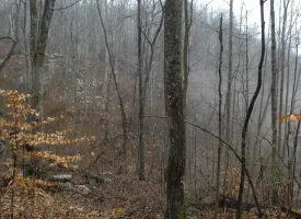 53 +/- acres adjoins State Forest