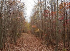SOLD!! 53 +/- acres adjoins State Forest
