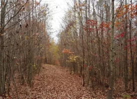 53 +/- acres adjoins State Forest