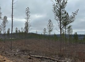 5.19+/-acres Beautiful Partially wooded property