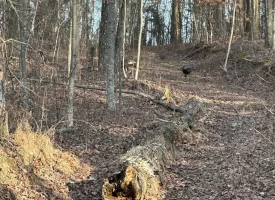 SOLD!! 12.57+/-acres unrestricted property in Spencer TN