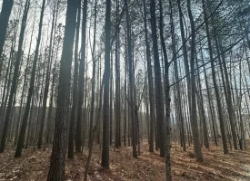 SOLD!! A one-of-a-kind property! Spectacular BLUFF property looking out to the Franklin State Forest