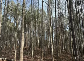 SOLD!! A one-of-a-kind property! Spectacular BLUFF property looking out to the Franklin State Forest