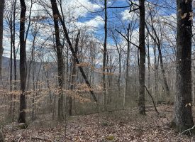 126+/-acres Unrestricted beautiful gently rolling wooded property.