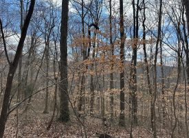 126+/-acres Unrestricted beautiful gently rolling wooded property.