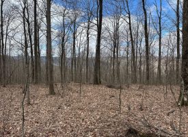 126+/-acres Unrestricted beautiful gently rolling wooded property.