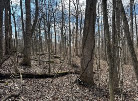 126+/-acres Unrestricted beautiful gently rolling wooded property.