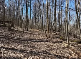 176+/-acres Unrestricted wooded property.