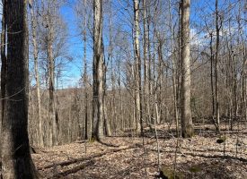 176+/-acres Unrestricted wooded property.