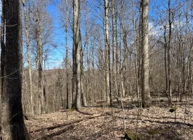 176+/-acres Unrestricted wooded property.