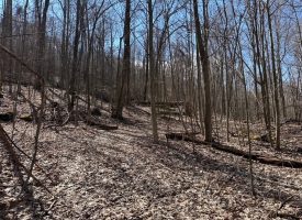 176+/-acres Unrestricted wooded property.