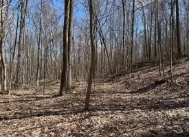 176+/-acres Unrestricted wooded property.