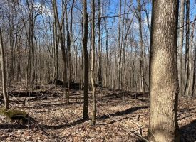 176+/-acres Unrestricted wooded property.