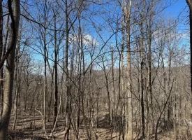 176+/-acres Unrestricted wooded property.