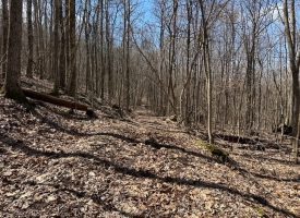176+/-acres Unrestricted wooded property.