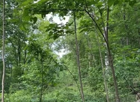 39.58+/-acres overlooking the beautiful Nick-A-Jack Lake