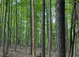 SOLD!! 12+/-acres. Incredible bluff views with beautiful sunsets