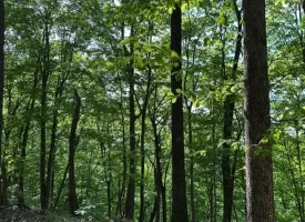 SOLD!! 12+/-acres. Incredible bluff views with beautiful sunsets