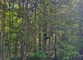 SOLD!! 5.85+/-acres Unrestricted wooded property with Electric and City Water At the Property