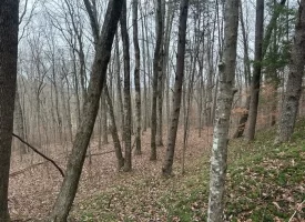 120.62+/-acres Beautiful unrestricted property