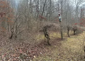 120.62+/-acres Beautiful unrestricted property