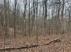 120.62+/-acres Beautiful unrestricted property