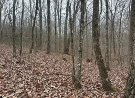 120.62+/-acres Beautiful unrestricted property